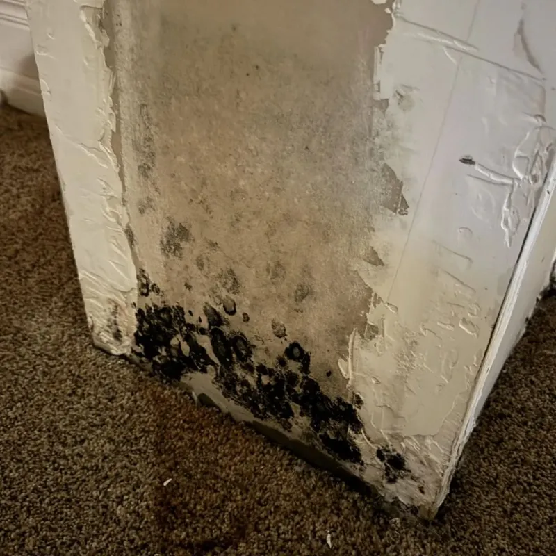 Professional Mold Removal in Albemarle, NC